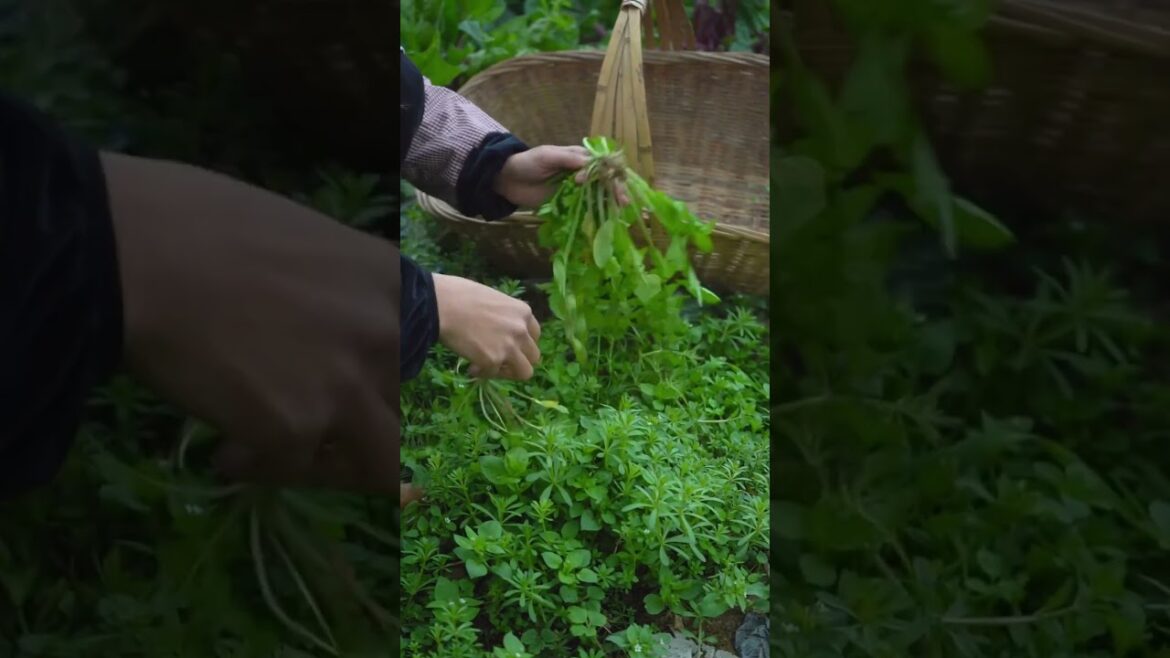 Do you know what kind of wild vegetable this is? #agrifuture #farming #viral #agriculture #trending