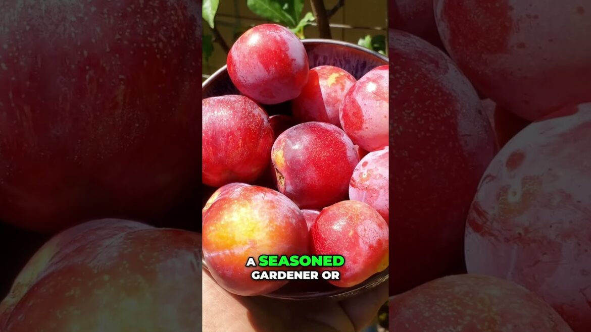 California Gardening: Top Fruit Trees to Grow: Pluots, Loquats & Lemon Guavas! πππ³ Top Fruit Trees to Grow: Pluots, Loquats & Lemon Guavas! πππ³