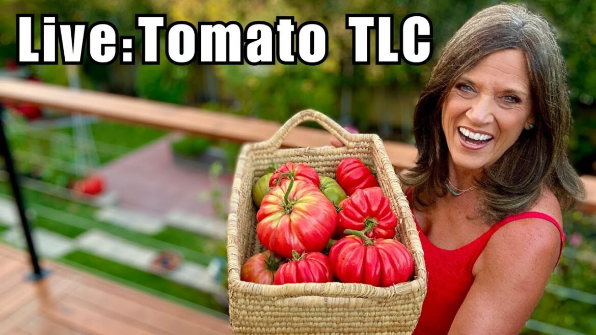 CaliKim: 🍅Live: Tomato TLC: Mid-Season Reset 🍅Live: Tomato TLC: Mid-Season Reset