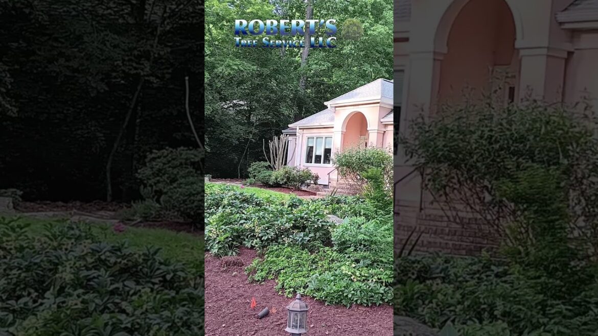 Front Yard Landscaping Refresh! #yardwork #yardrenewal #treetrimming #landscaping Front Yard Landscaping Refresh! #yardwork #yardrenewal #treetrimming #landscaping