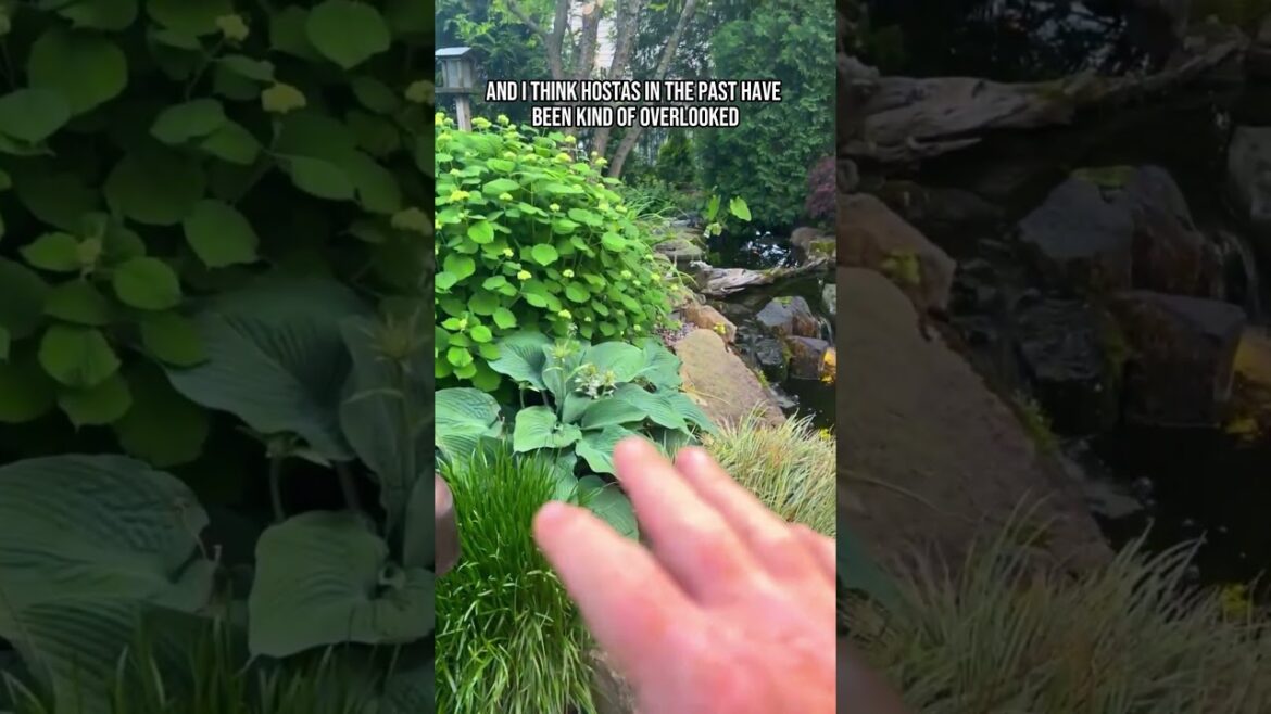 More Plants Around The Pond! #shorts More Plants Around The Pond! #shorts