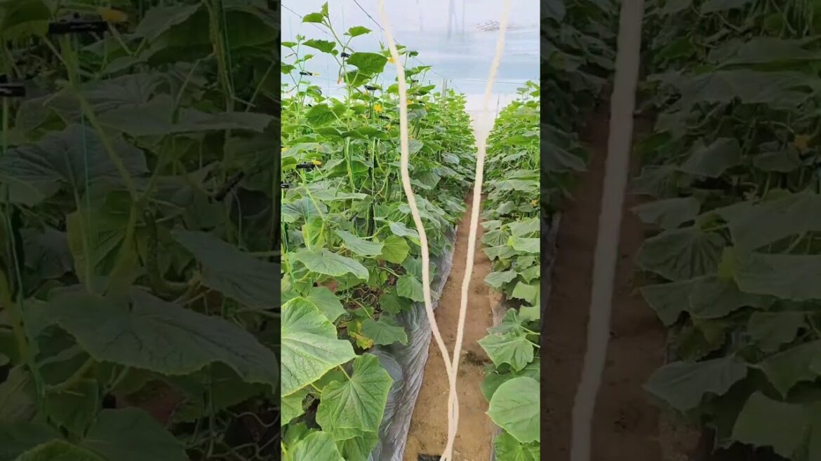 Just here to watch the drama unfold.#agrifuture #farming #viral #agriculture #gardening #trending