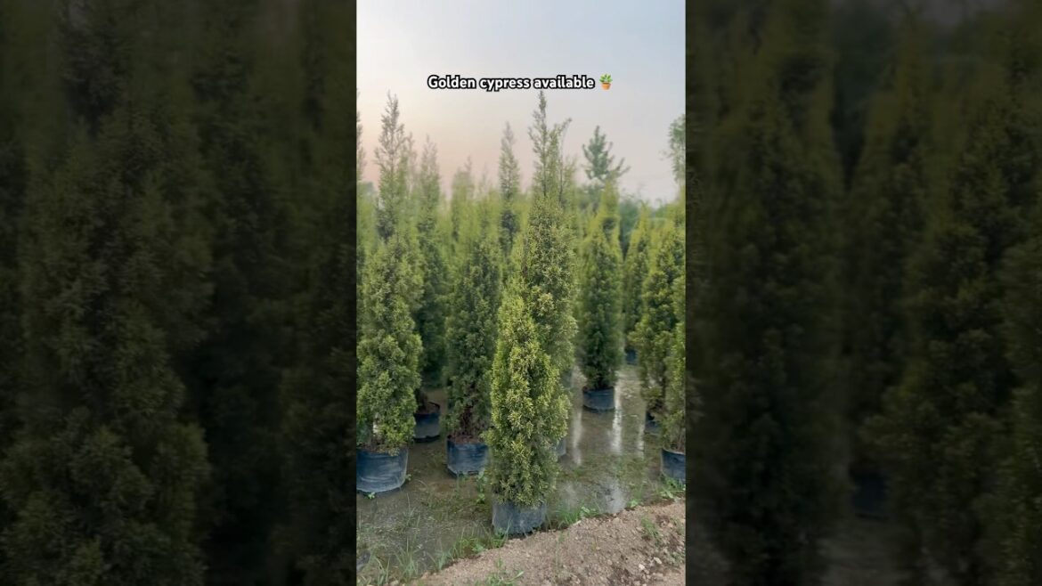 (Golden cypress)🪴 available ​⁠@Rgnursery | Wholesale Nursery #nursery #plants #supply
