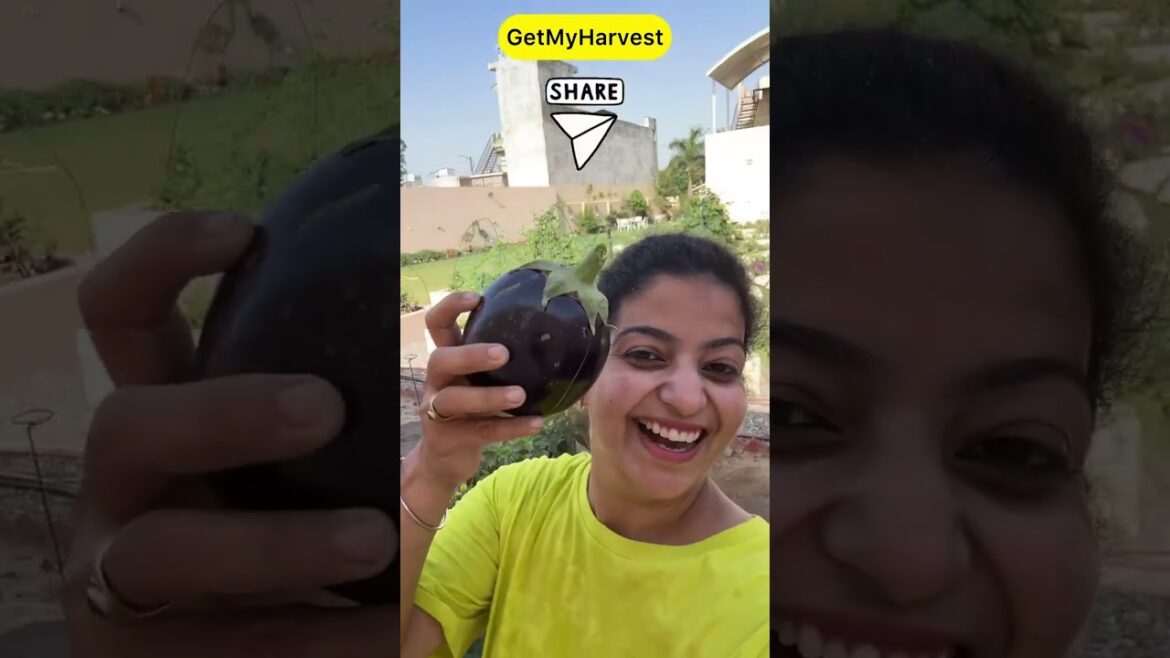 45 Degree 🌡️ wala Harvest | Ab sabko proof chahiye! #shorts 45 Degree 🌡️ wala Harvest | Ab sabko proof chahiye! #shorts