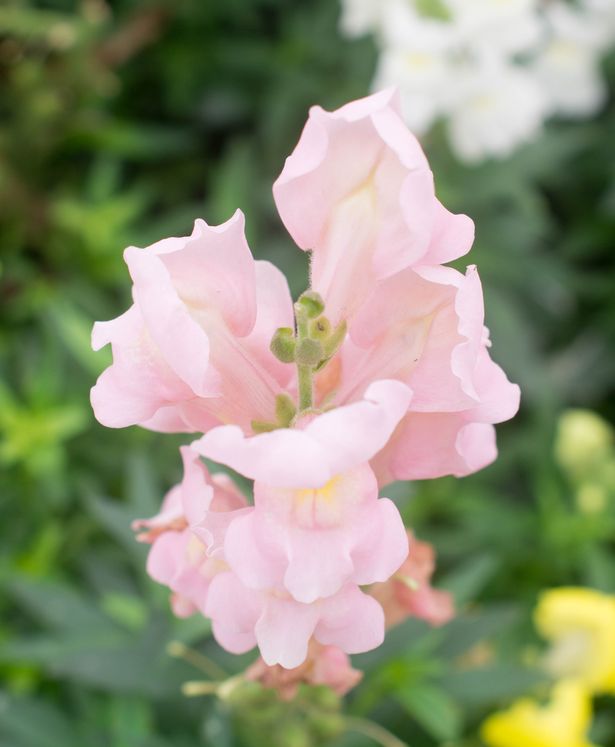 Close-up of a pink snapdragon