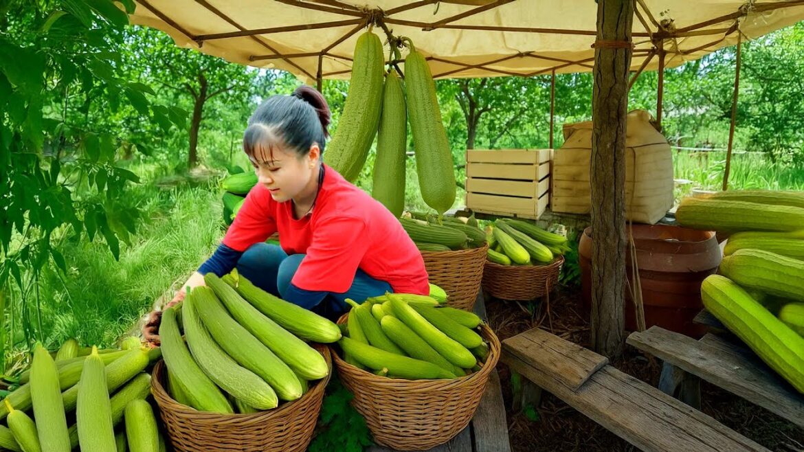 Harvesting Sponge Gourd and Going to Countryside Market to Sell – Vegetable Gardening Harvesting Sponge Gourd and Going to Countryside Market to Sell – Vegetable Gardening