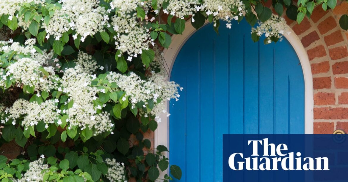 10 of the best climbing plants for your garden, from honeysuckle to sweet pea | Gardens