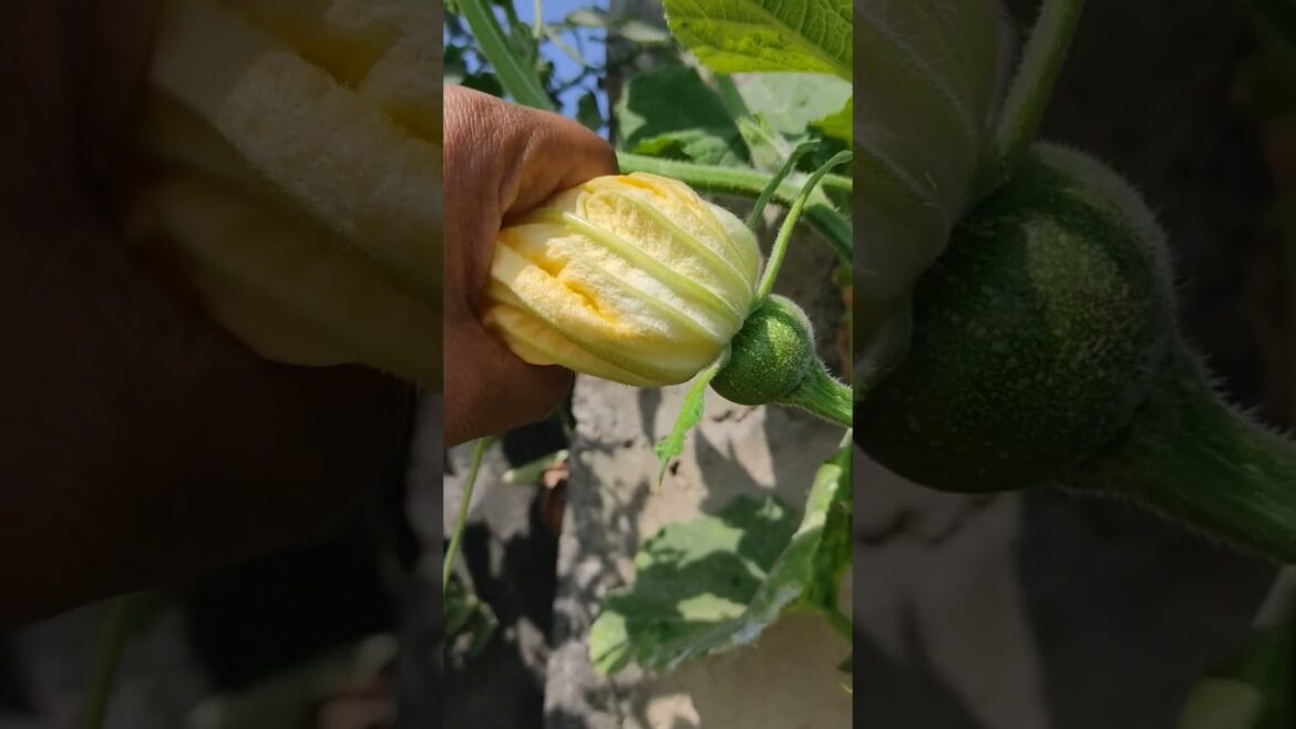 shraap #facts #shiv #mahadev #mahakal #shortvideo #pradeepmishrakiketotke #garden #gardening