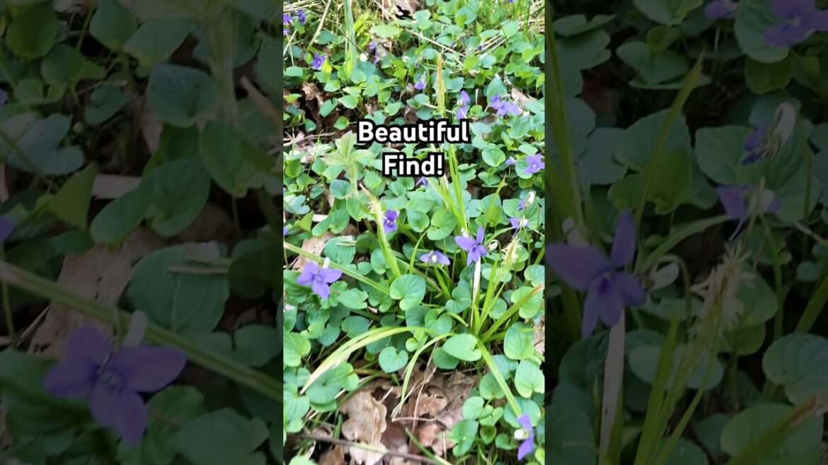 Wonderful Edible Wood Violets! #garden #foodforest #trees