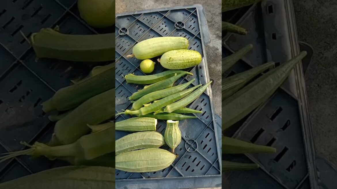 Today’s vegetable harvest #terracegardenindia #plants #gardening #harvesting #youtubeshorts Today's vegetable harvest #terracegardenindia #plants #gardening #harvesting #youtubeshorts