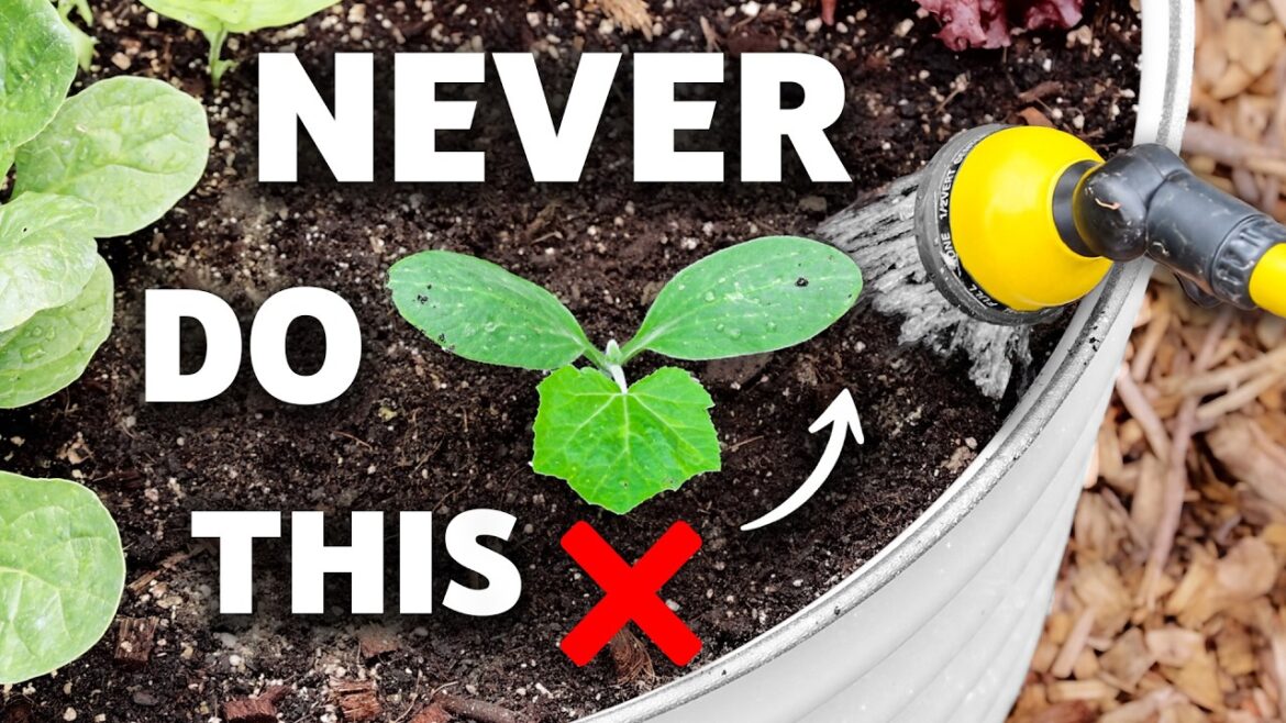 James Prigioni: This Technique of Watering the Garden Will Change Your Life! This Technique of Watering the Garden Will Change Your Life!