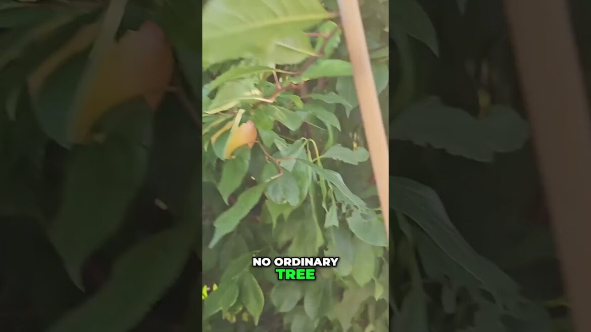 Pluot Tree Magic 🌳 3-in-1 Growing Secrets Revealed!