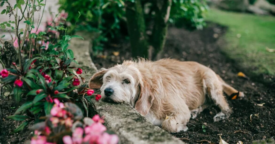 Gardeners warned simple mistake could give dogs a fit Ipso logo