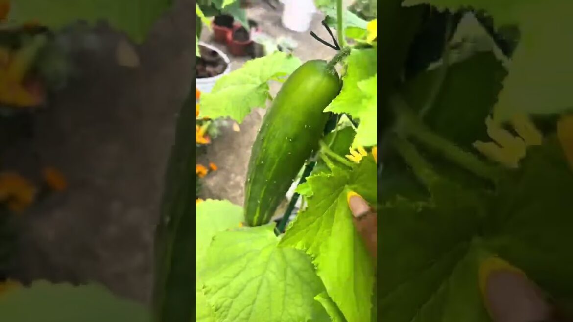 GROWING AMAZING FRUITS & VEGETABLES IN CONTAINERS #trending #gardening #fypviral #viralvideo #fyp
