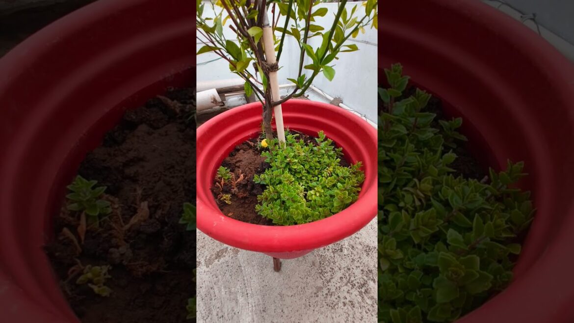 The Best Mulch For Your Container Garden| Green Mulching|Amruta Dhawane #freemulch The Best Mulch For Your Container Garden| Green Mulching|Amruta Dhawane #freemulch