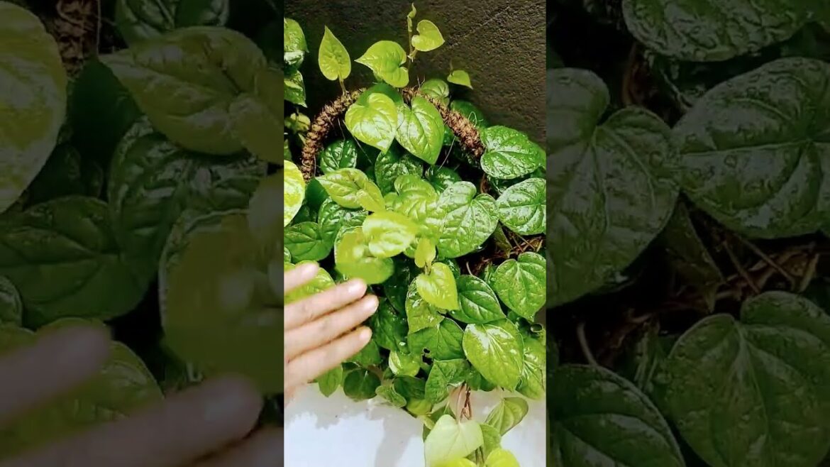 Beautiful Plants in My Garden #garden #gardening #shorts #terracegarden #trending