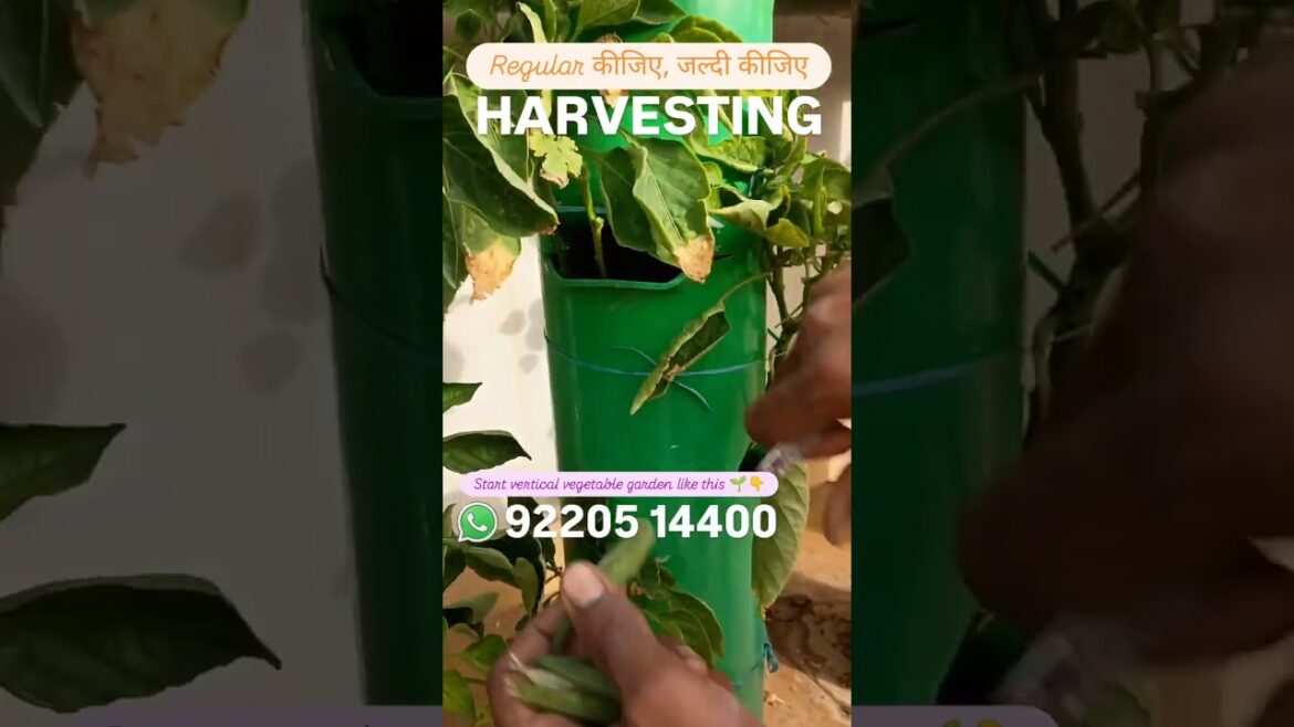 Harvesting Veggies Vertical Vegetable Gardening Tower Gardening Alternate of Hydroponic 26 Harvesting Veggies Vertical Vegetable Gardening Tower Gardening Alternate of Hydroponic 26