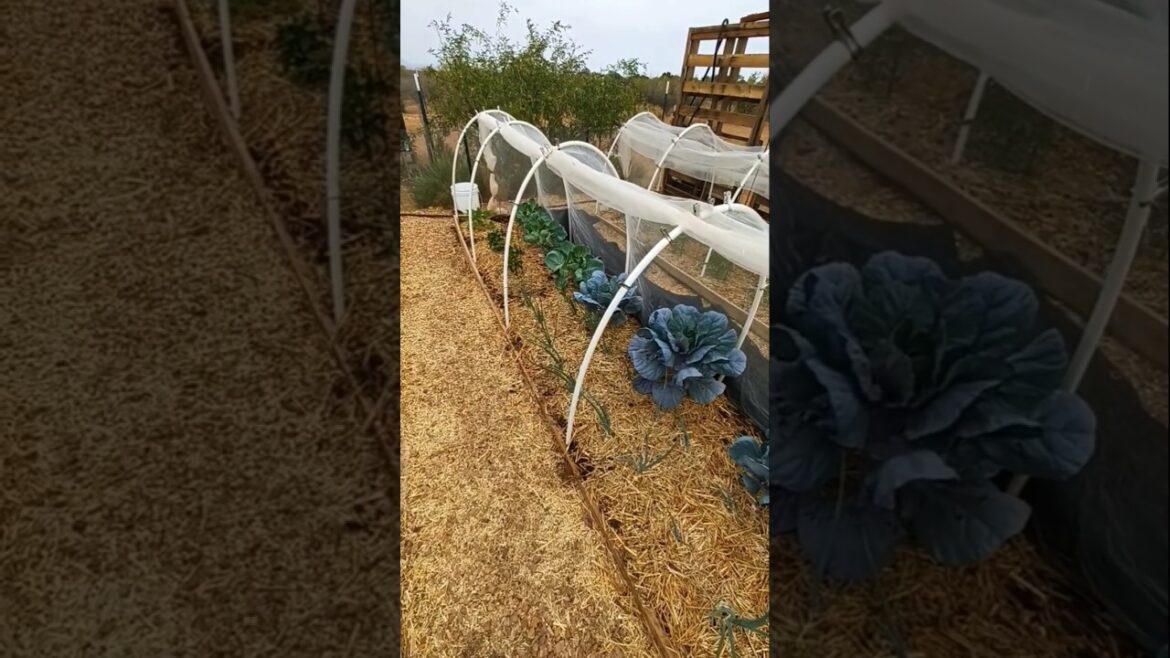 Garden Tips Growing in the Desert