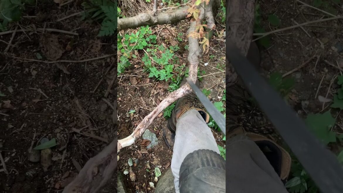 Japanese maple vs Big Boy (dead out) #landscaper #maple #treepruning #trees #tree #mapletree