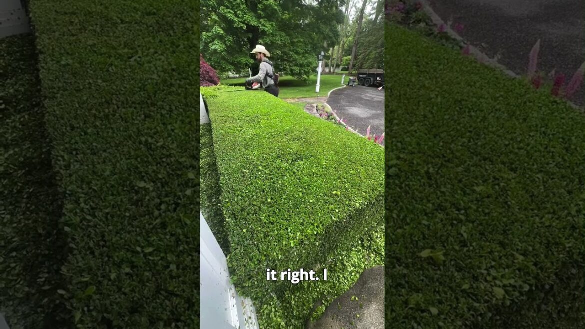 Satisfying Gardening Work🌳#garden #satisfying #cleaning #grass #lawn #viral #fyp #trending #518