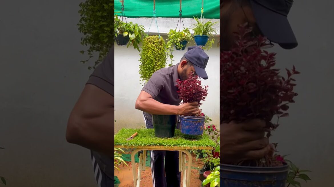 Ruby plant  repotting ☘️🌸😍#gardening #garden #nature #nature #leafplant