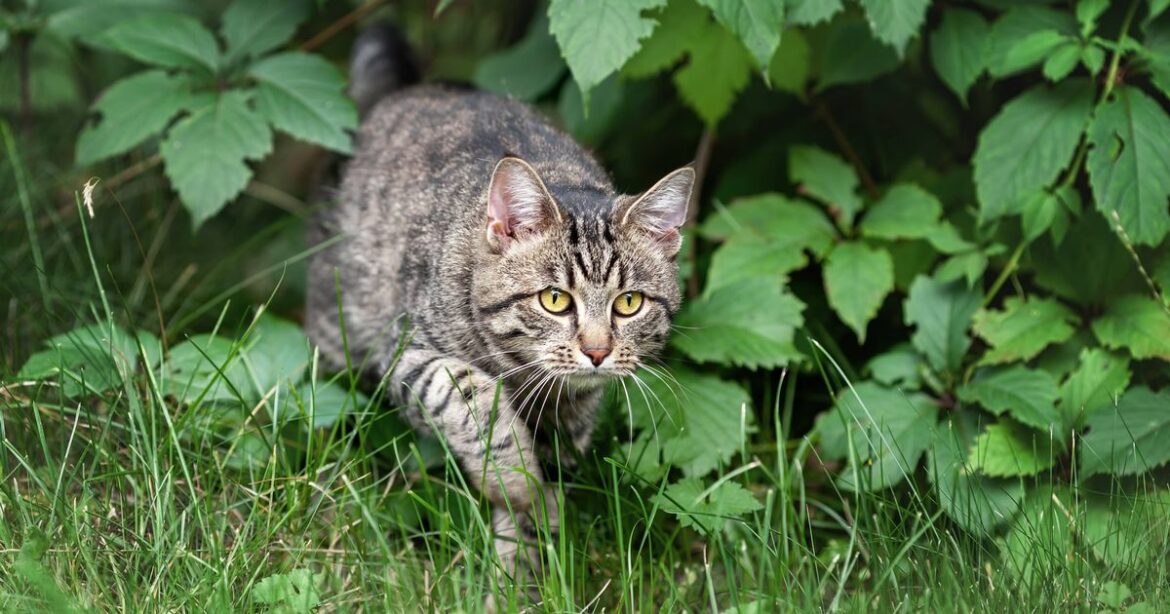 Banish cats from your garden with three ‘simple’ yet harmless methods Ipso logo
