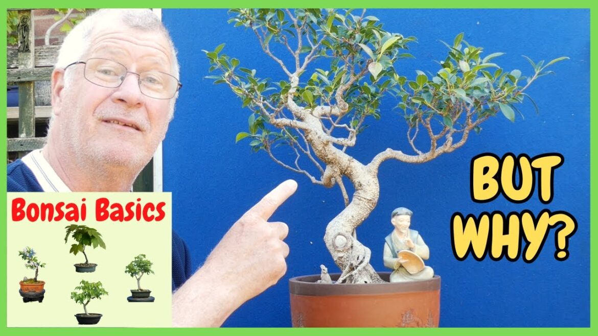 Bonsai for Beginners | What Happens If You Miss This KEY Ficus Task?
