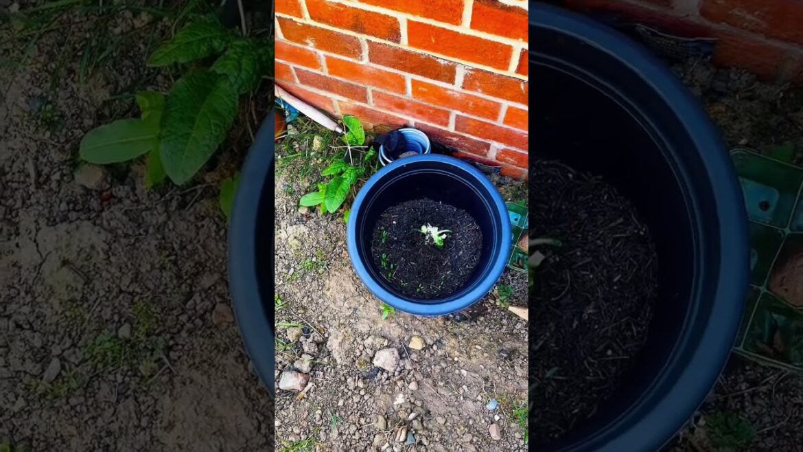 Let’s grow my little backyard garden in the UK together.#gardening #gardenlovers #africansindiaspora Let’s grow my little backyard garden in the UK together.#gardening #gardenlovers #africansindiaspora