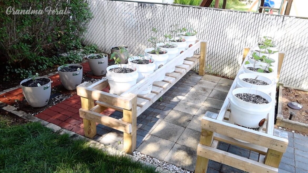 Grandpa's 5 Gallon Bucket Garden 2025! Container Gardening