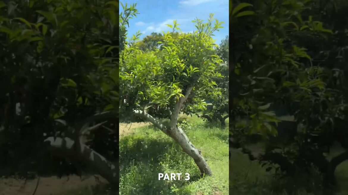 Part -3 Fresh from the farm