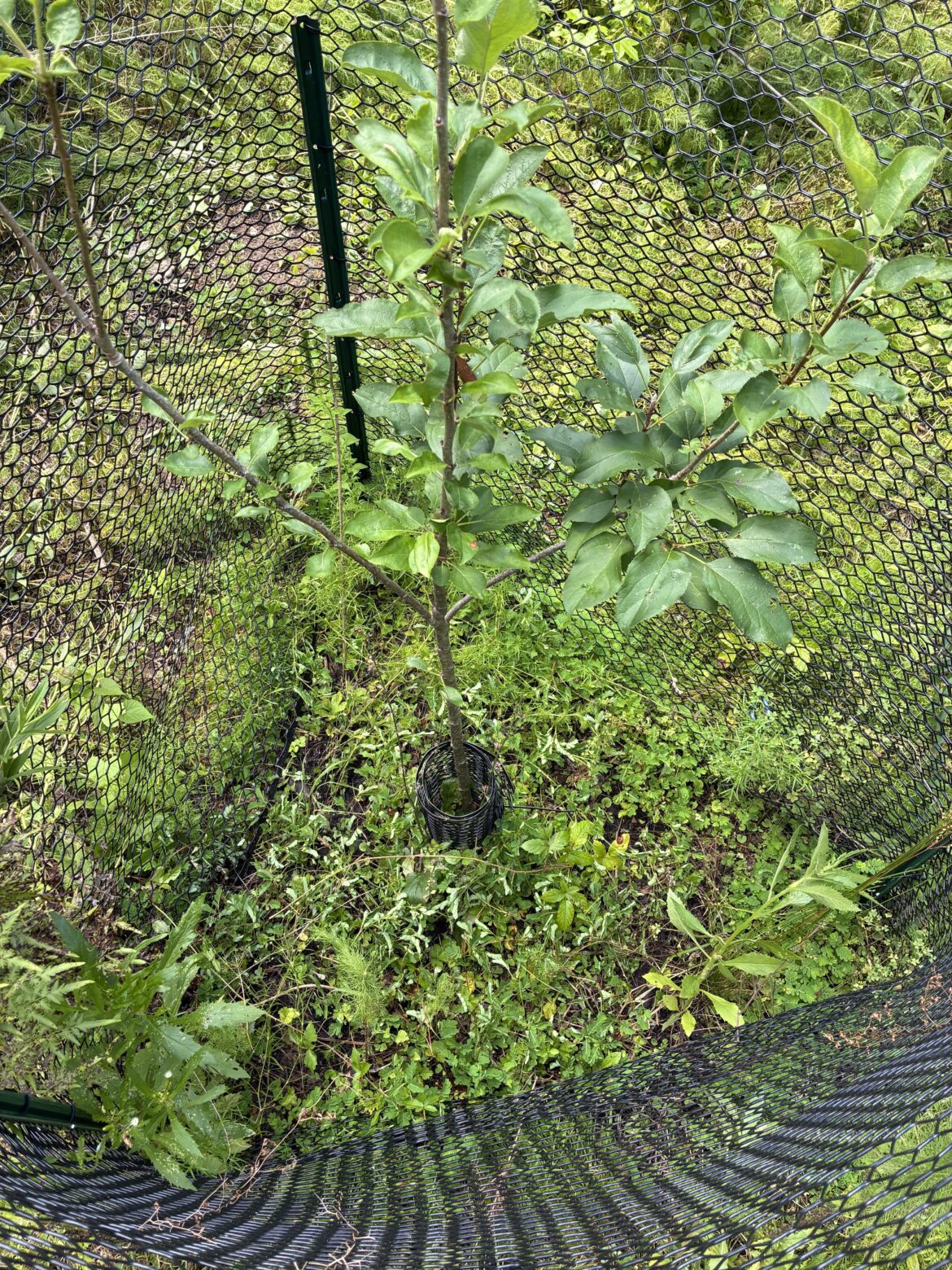 Should I completely clear the weeds around my fruit trees or is some ground cover a good thing?