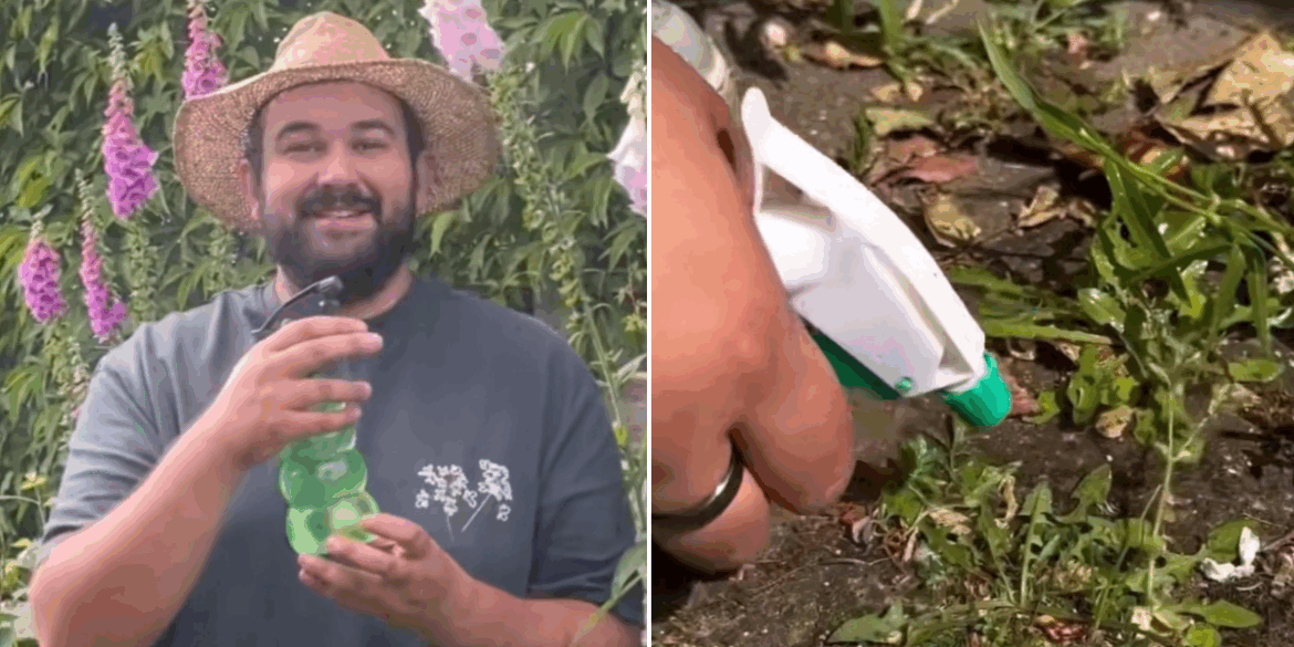 DIY spray banishes 'nightmare' weeds 'for good'