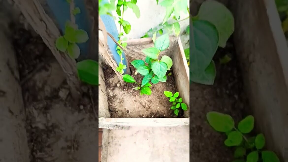 Gardening tips for beginners #garden #flowers #plants #ytshorts #tips101 #indoorplants #viralvideo Gardening tips for beginners #garden #flowers #plants #ytshorts #tips101 #indoorplants #viralvideo