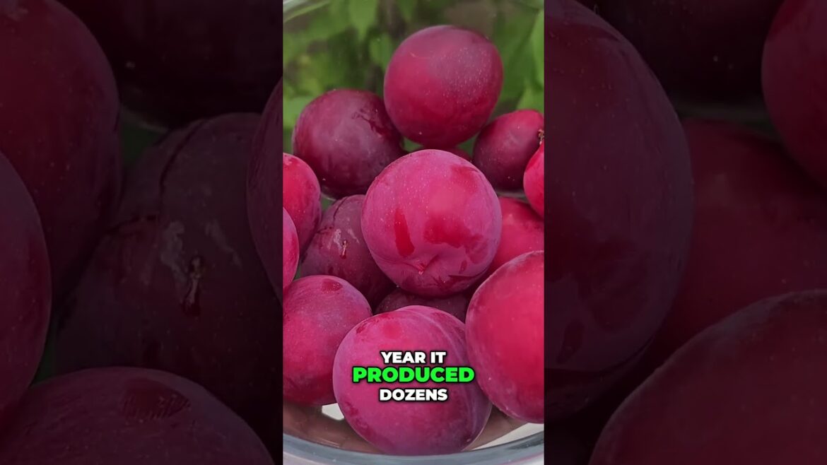 California Gardening: Prolific Plum Tree π³ Compact & Fruitful β First-Year Harvest Success! Prolific Plum Tree π³ Compact & Fruitful β First-Year Harvest Success!