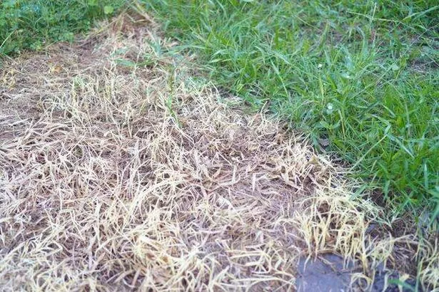 dry grass