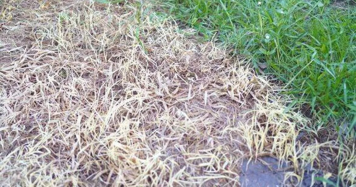 Transform brown, patchy and wilted grass to a lush green lawn in four steps Ipso logo