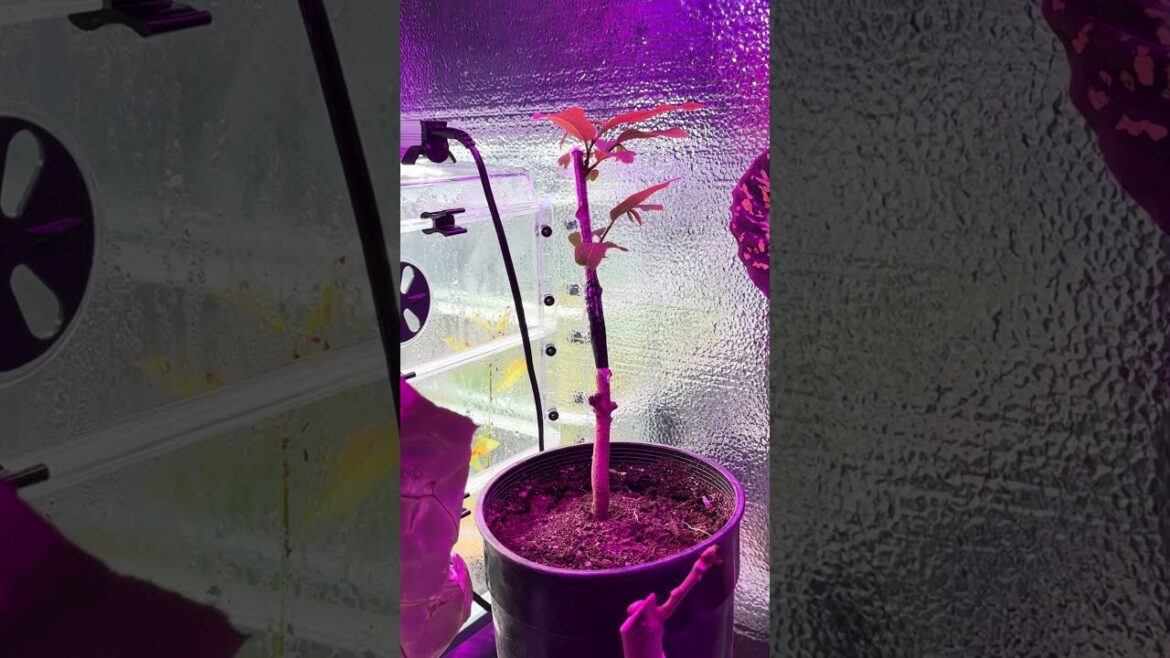 This is How He Propagate in a Controlled Environment: Grafting Between Atis and Cherimoya Plants