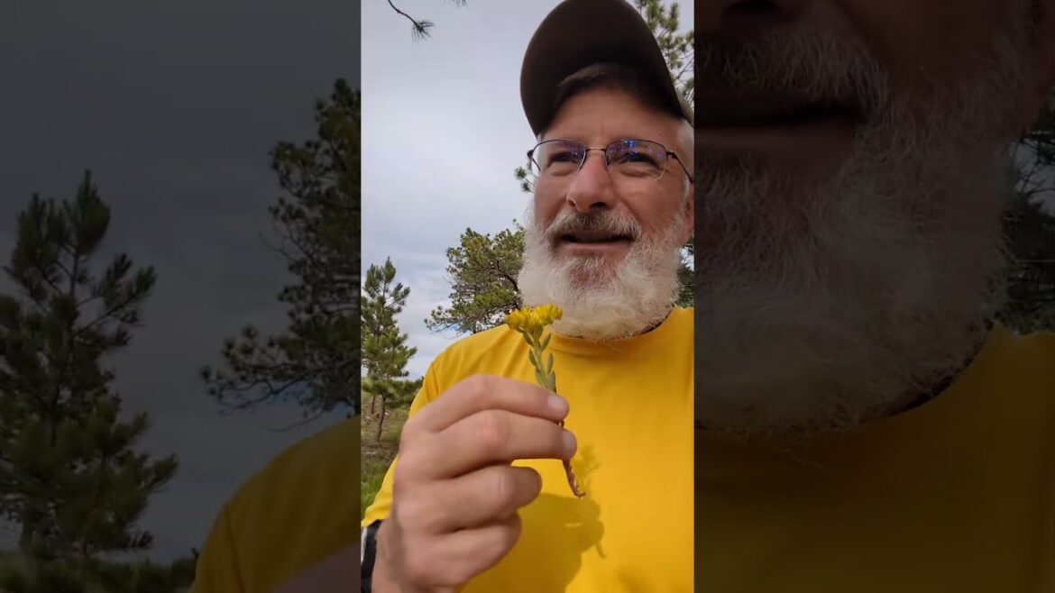 Most People Walk Right Past This Wild Edible Plant! Most People Walk Right Past This Wild Edible Plant!