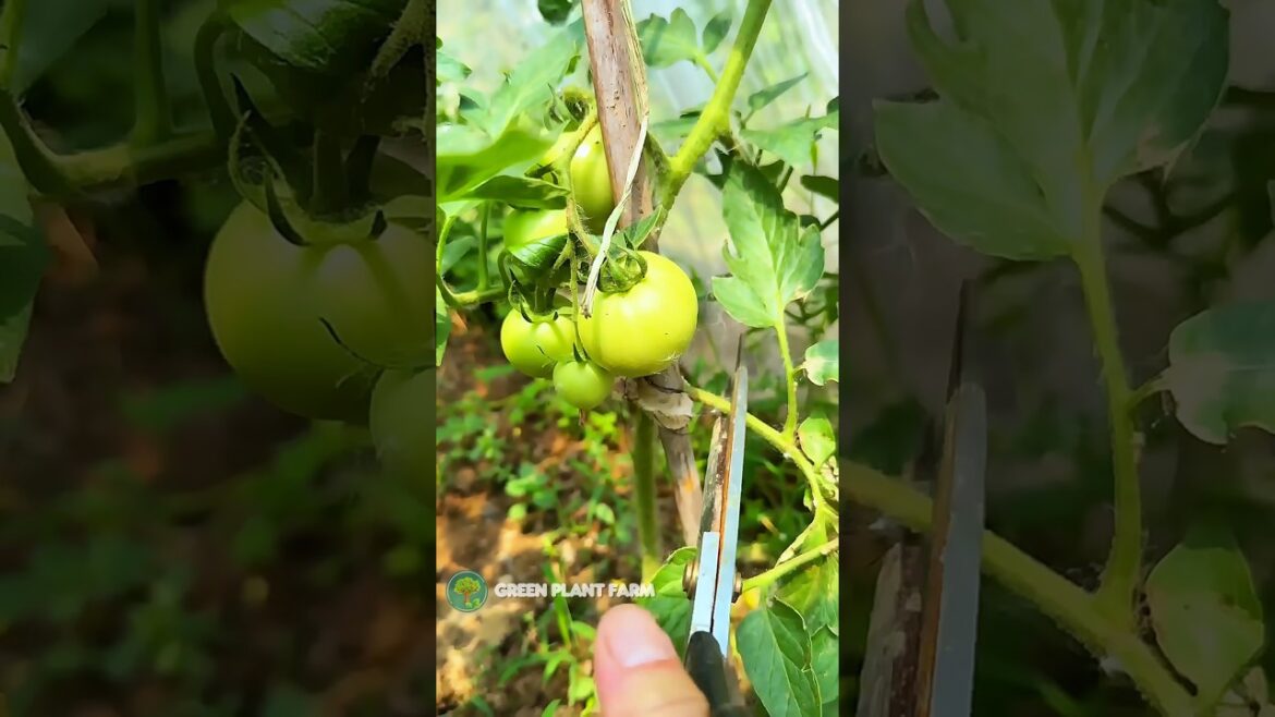 Tomato Pruning Guide | Boost Growth & Harvest #organicfarming #harvesting Tomato Pruning Guide | Boost Growth & Harvest #organicfarming #harvesting