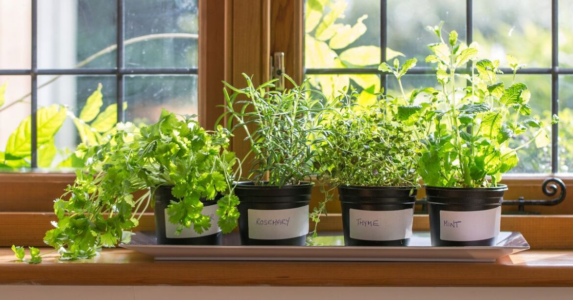 Gardeners urged to grow unlimited £1.50 herb bought in UK supermarkets Ipso logo