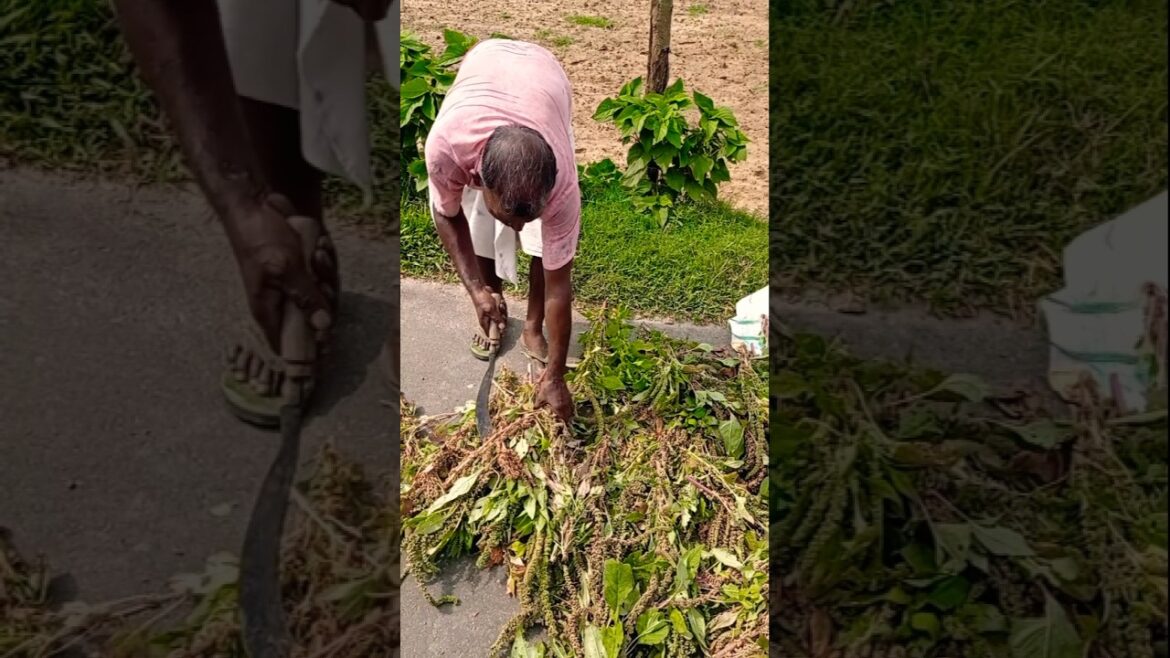 Traditional Method: Drying Katoar data by Roadside for Seeds #shorts