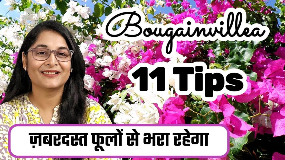 🔴BOUGAINVILLEA PLANT 11 TIPS TO GROW & COMPLETE CARE/ फूलों से भर जाएगा बोगेनविलिया #bougainvillea