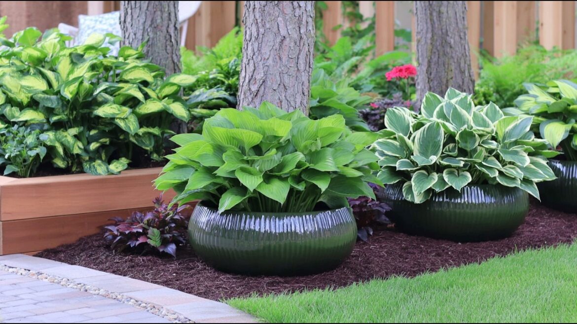 16 Lazy Gardener’s Dream Ideas: Beautiful Small Front Yard Garden with Easiest Perennials for Pots! 16 Lazy Gardener's Dream Ideas: Beautiful Small Front Yard Garden with Easiest Perennials for Pots!