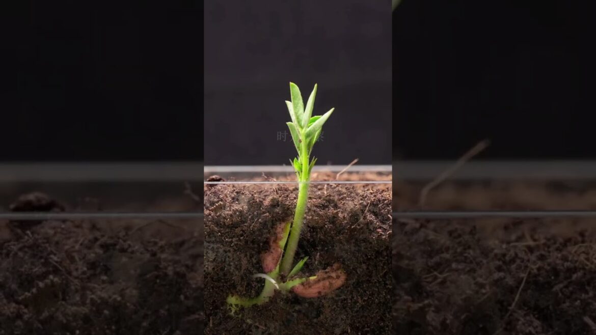 The growth process of peanuts #vegetablefarming #farming #agrifuture #agriparadise #organicfarming