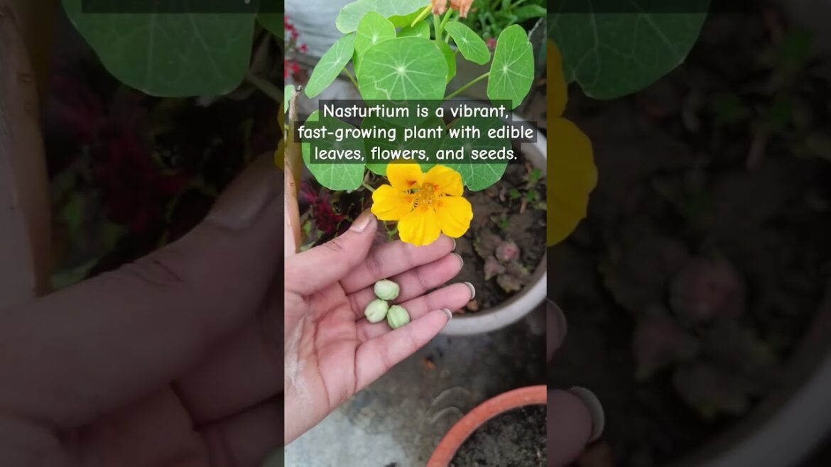 Grow These Edible Flowers For a Beautiful #nasturtium #gardeningwithshivani05  #planttips