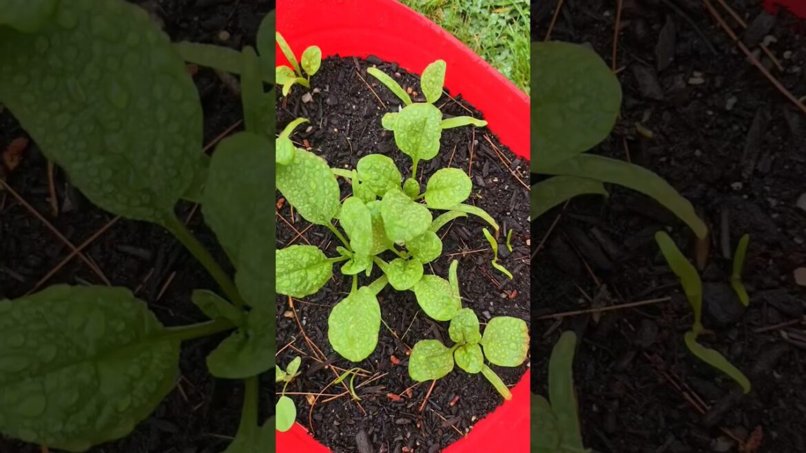 Spinach in Summer? Here’s How to Keep It Cool #vegetablegardening #diygardening #vegetablegarden Spinach in Summer? Here’s How to Keep It Cool #vegetablegardening #diygardening #vegetablegarden