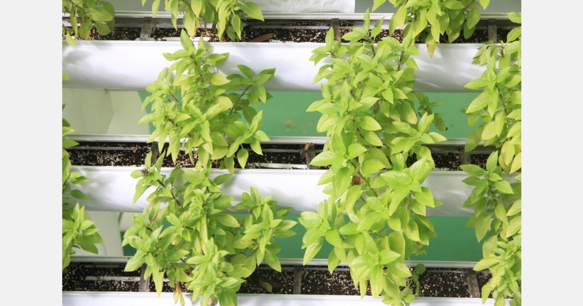 Rooftop garden delivers organic produce and savings Rooftop garden delivers organic produce and savings