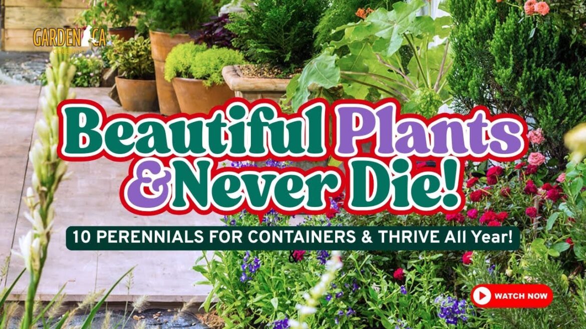 🌿 TOP 10 PERENNIALS FOR CONTAINERS That THRIVE All Year! 🌸🌼 | #gardeningtips