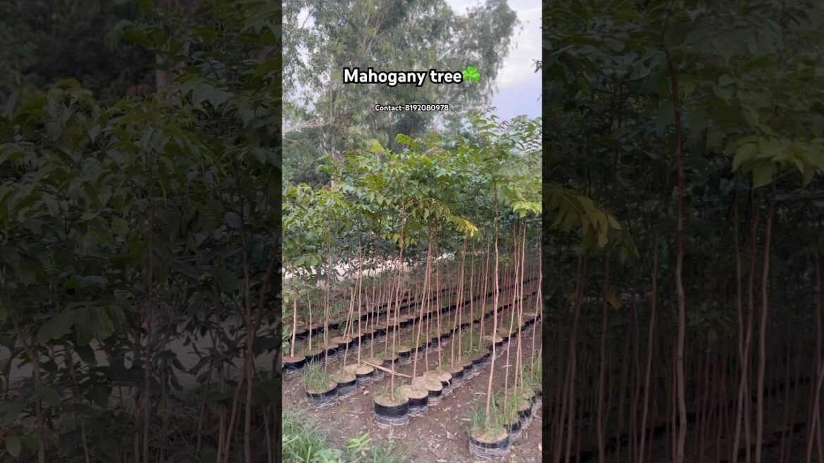 Mahogany tree ☘️available@WorldPlantation.nursery #nursery #plantsofindia #gardendesign #supply