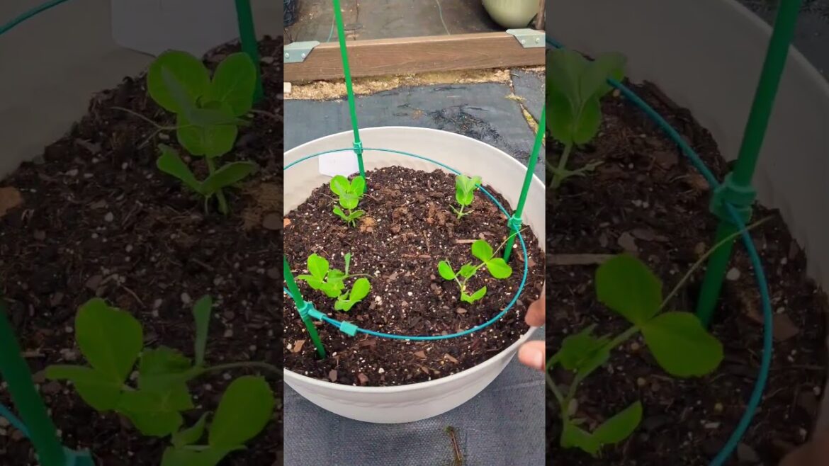 Great Idea for Small Garden  #gardening  #plants #viral